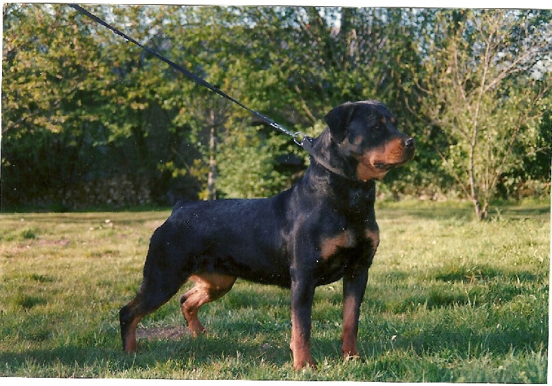 Tacha Van het falconsnest