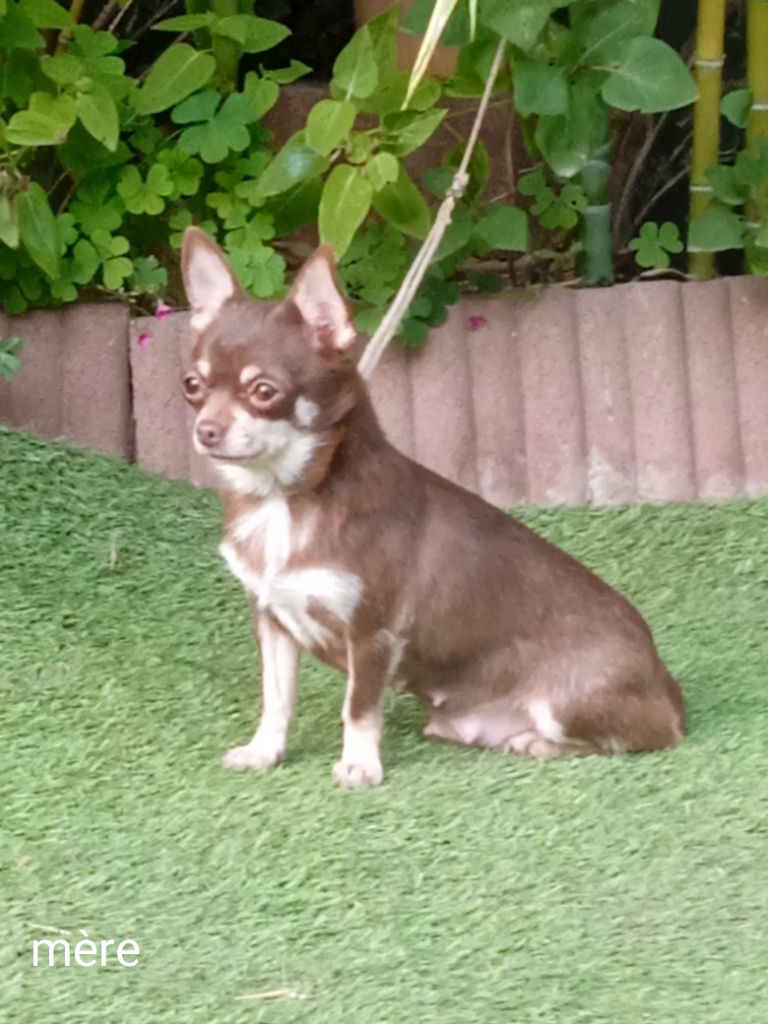 Les Chihuahua de l'affixe vom der Glucken