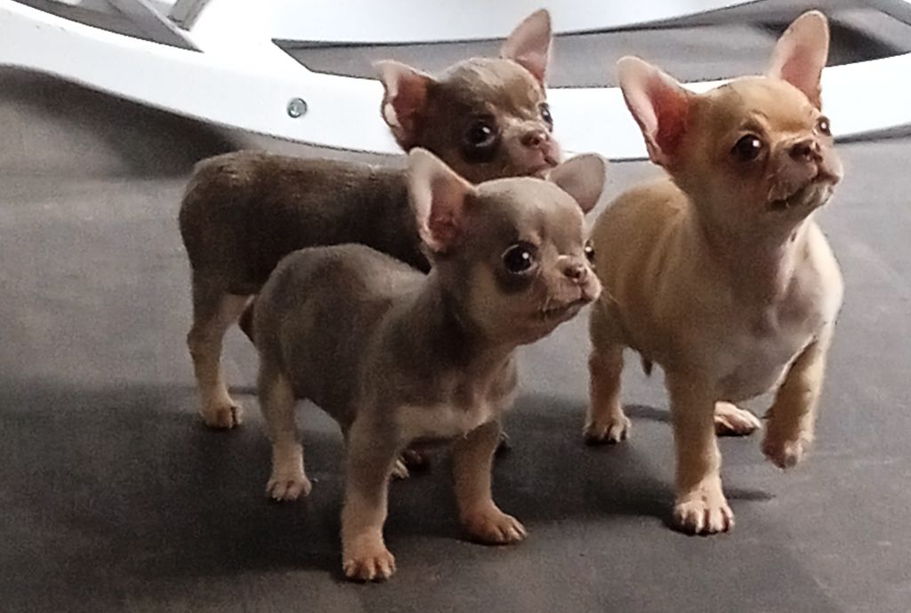 chiot Chihuahua vom der Glucken