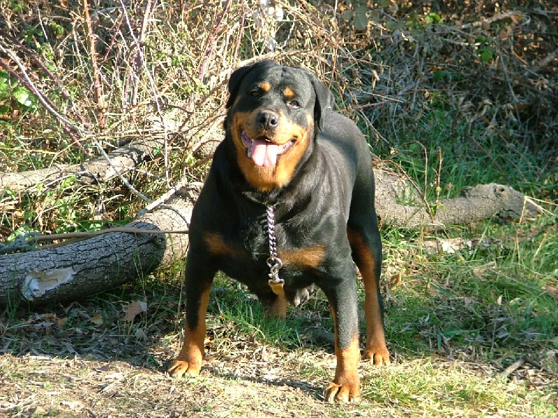 Taiga vom der Glucken