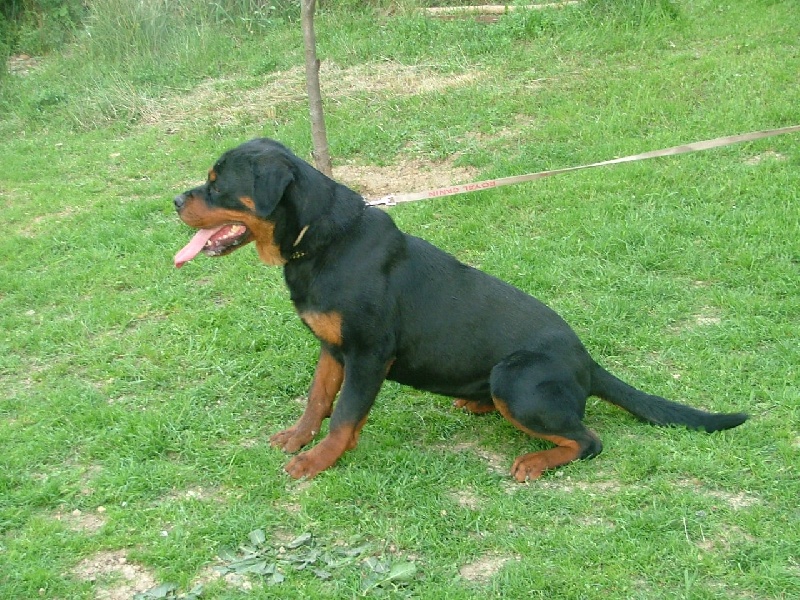 Akina vom der Glucken
