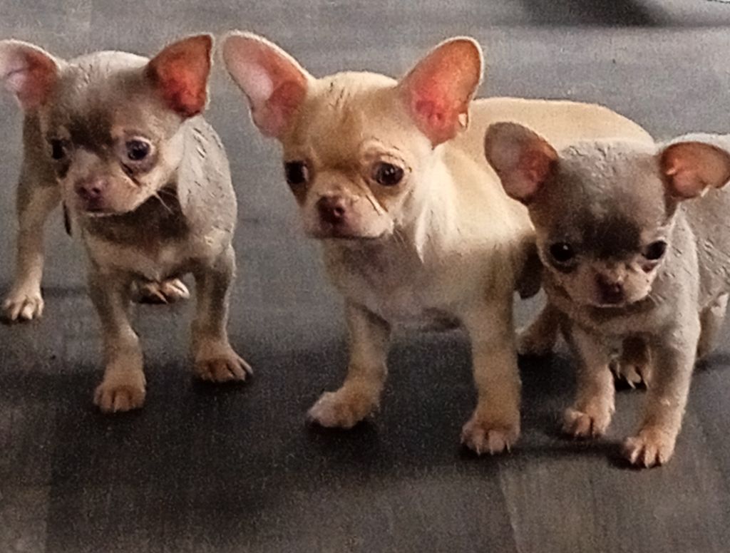 vom der Glucken - Chiots disponibles - Chihuahua